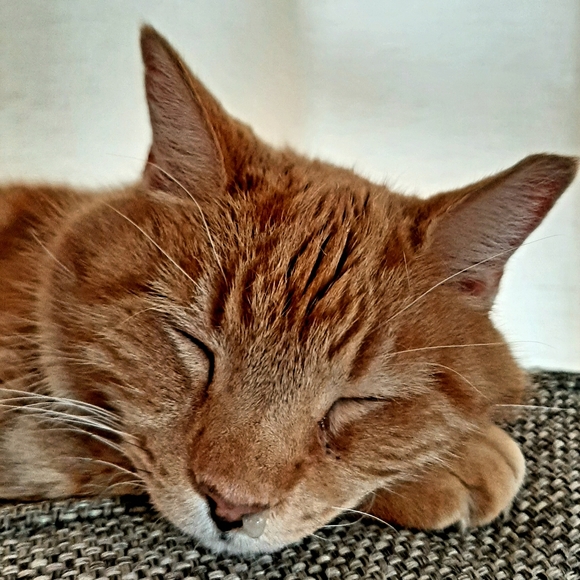 Meet the Posher - Picture 3 of 16